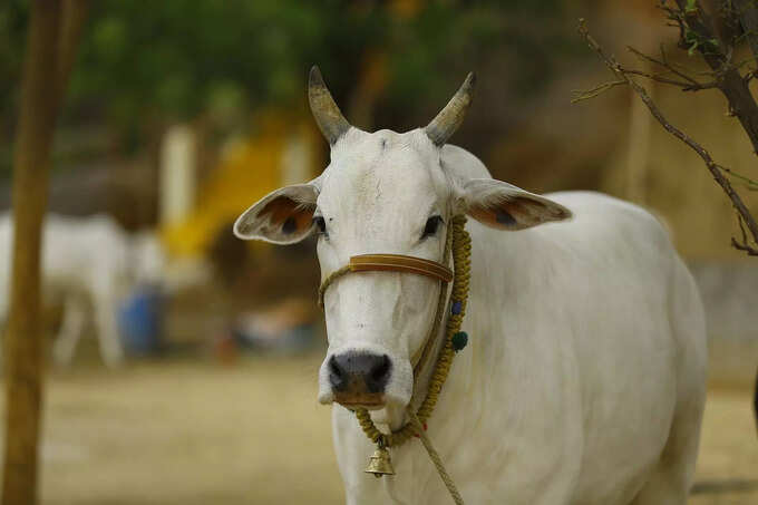 ​ಈ ಶಬ್ಧ ಸಂತೋಷದ ಸಂಕೇತ