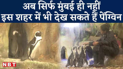 अहमदाबाद की एक्वेटिक गैलरी में पहुंचे पांच पेंग्विन, इस खूबी से पड़ा Jackass Penguin नाम