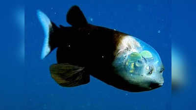 समुद्रात सापडला ‘एलियन मासा’; पारदर्शक शरीर आणि हिरवे डोळे पाहून व्हाल हैराण