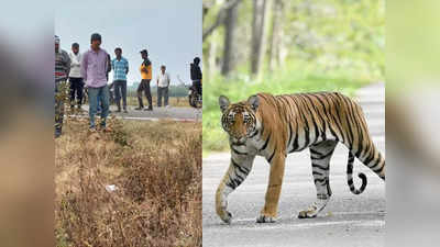 चंद्रपूरात खळबळ! वाघाच्या हल्ल्यात महिला ठार; महिनाभरातील चौथी घटना