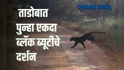 Chandrapur : ताडोबात काळ्या बिबट्याचे दर्शन ; ऐटदार चाल आणि चित्तवेधक उडी झाली कॅमेऱ्यात कैद