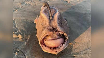 Pacific footballfish: अमेरिका में समुद्र के किनारे मरी मिली गहरे समुद्र की दानव, आजतक सिर्फ 31 बार ही आई है नजर