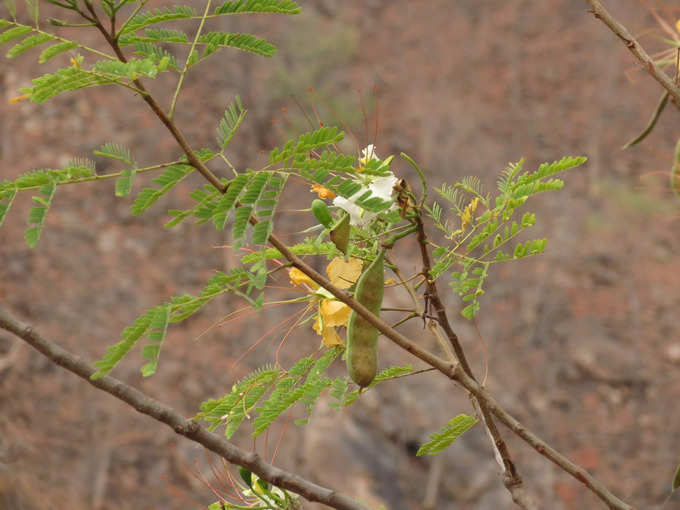 ​வாதநாராயணன் கீரை