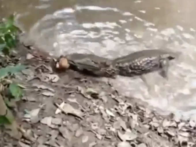 eel died Crocodile by electric shot video