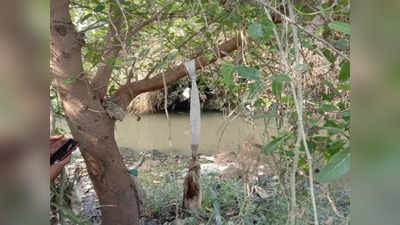 Jabalpur News: झाड़ियों में नरकंकाल मिलने से सनसनी, चार-पांच महीने पहले मौत की आशंका