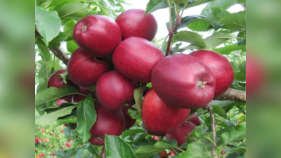 बिहार में भी होंगे सेब के बागान, कश्मीर नहीं गोपालगंज में लहलहाएगा बागीचा