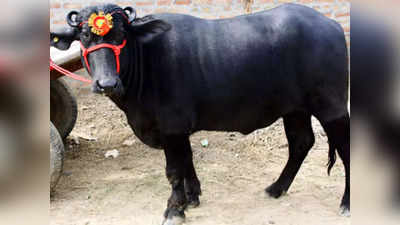 Maharashtra Buffalo News: महाराष्ट्र कृषि मेले की शान बना 80 लाख का भैंसा, वजन 1600 किलो