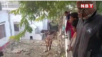Etah: प्राथमिक विद्यालय बना आवारा पशुओं का तबेला, वीडियो वायरल