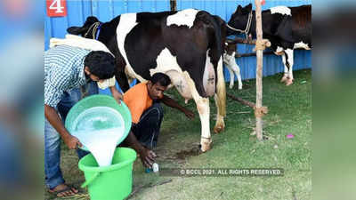 Weight loss के लिए गाय का दूध क्‍यों होता है सबसे बेस्‍ट, जरूर पिएं रोज 1 गिलास milk
