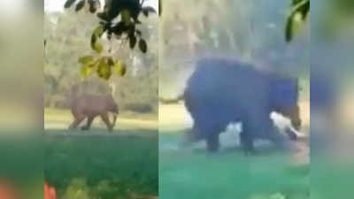 गुस्साए हाथी ने किया भागते बंदे पर हमला, पैरों से कुचला, सूंड से दबा दिया