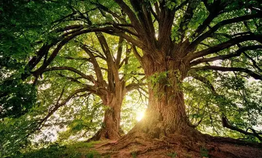 ম্যানচিনিল গাছটি: পৃথিবীর মরণঘাতি সৌন্দর্য!