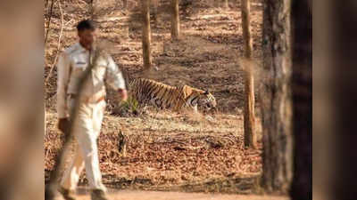 रेंजर के पास से गुजरा बाघ, फोटोज देखकर लोगों ने कहा- कर्म ही पूजा है