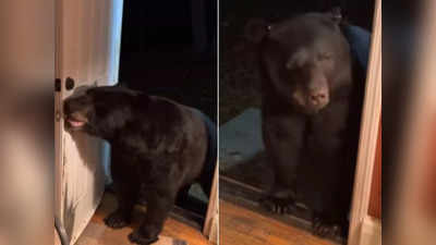 वीडियो: घर के दरवाजे पर आया भालू, लोग उसकी समझदारी देखकर चौंक गए!