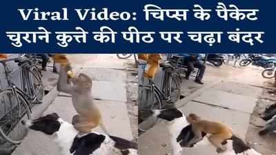 Viral Video: चिप्स का पैकेट चुराने कुत्ते की पीठ पर चढ़ा बंदर, देखिए दो जानवरों की दोस्ती का क्यूट वीडियो