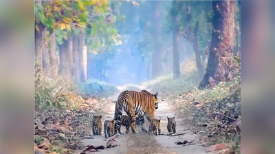 Explainer : कैसे सूरज की गर्मी से सूखे रणथंभौर में रुक गई बाघों की लड़ाई