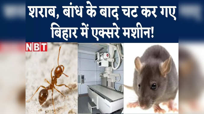 Bihar News : बिहार में चूहों ने पहले शराब पी फिर बांध तोड़ा, अब चूटे खा गए सरकारी अस्पताल की एक्सरे मशीन... विश्वास करेंगे आप!