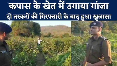 Indore News : कपास के खेत में उगाया गांजा, दो तस्करों की गिरफ्तारी से हुआ खुलासा, जब्त की गई 4 क्विंटल से ज्यादा की खेप