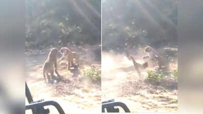 जंगल सफारी पर पहुंचे थे लोग, कैमरे में कैद हुई 2 बाघों की खतरनाक लड़ाई
