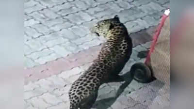 Lucknow News: लखनऊ के घनी आबादी वाले गुडंबा इलाके में दौड़ता दिखा तेंदुआ, लोगों में फैली दहशत