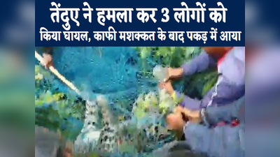 Chhapra News : गांव में घुसा तेंदुआ, हमला कर तीन लोगों को किया घायल, फिर ऐसे पकड़ा गया... देखिए वीडियो