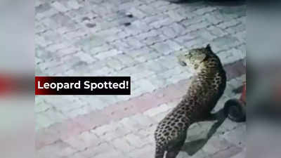 Lucknow Leopard News: शाम को रहें सतर्क! वन विभाग की टीम के चंगुल से भाग निकला तेंदुआ