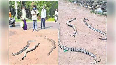 గుంటూరు: ఒకేసారి అన్ని కొండచిలువలా.. భయంతో వణికిపోయారు