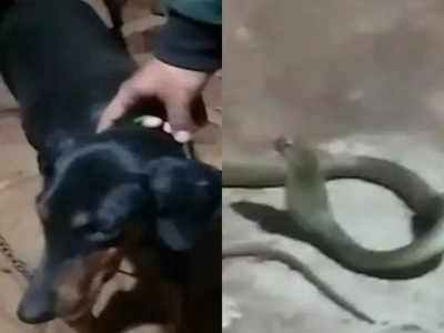 मालिक के घर में घुस रहा था कोबरा सांप, कुत्ते ने फिर जो किया उसे वफादारी कहते हैं
