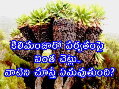 కిలిమంజారో పర్వతంపై వింత చెట్లు.. వాటిని చూస్తే ఏమవుతుంది?