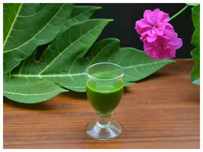 papaya leaf juice : டெங்குவுக்கு மருந்தாகும் பப்பாளி இலைச்சாற்றின் வேறு நன்மைகள் என்ன? எப்படி தயாரிப்பது?