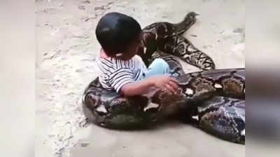 Video: २ वर्षांचा चिमुकला खेळत होता अजगरासोबत; खाली पडताच सापाने घातला विळखा