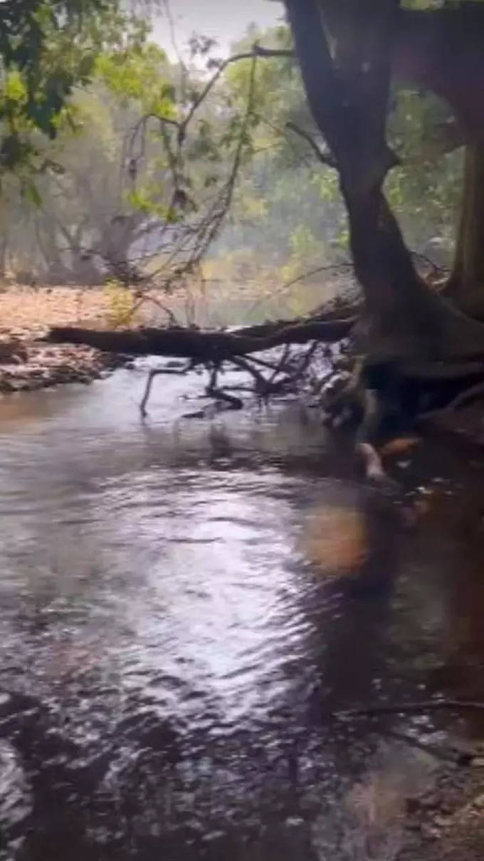 ಗೋವಾದಲ್ಲಿ ಒಂದು ಮುಂಜಾನೆ