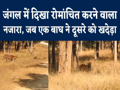 MP Tiger Fight Video : दो बाघों में राज को लेकर संघर्ष, रोमांचित करने वाला वीडियो वायरल