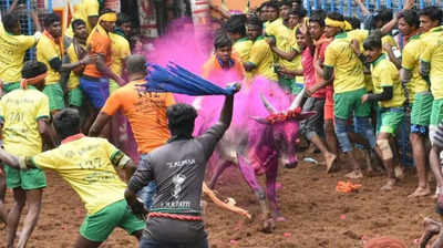 உலக புகழ் ஜல்லிகட்டுக்காக காளைகளுக்கு லாடம் கட்டும் பணி தொடங்கியாச்சு!