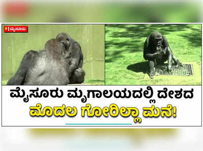 ಮೈಸೂರು ಮೃಗಾಲಯದಲ್ಲಿ ದೇಶದ ಮೊದಲ ಗೋರಿಲ್ಲಾ ಮನೆ: ಹೇಗಿದೆ ನೋಡಬನ್ನಿ!