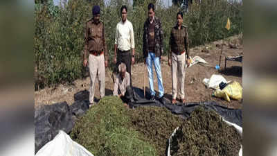 MP News: धार जिले के गांव में खेत में सुखाया जा रहा था 40 लाख का गांजा, नारकोटिक्स विभाग ने पकड़ा