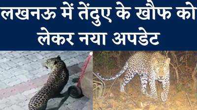 Lucknow Leopard News: वन विभाग का दावा, लखनऊ में दो दिनों से नहीं दिखा तेंदुआ, मतलब लौट गया, देखें वीड‍ियो
