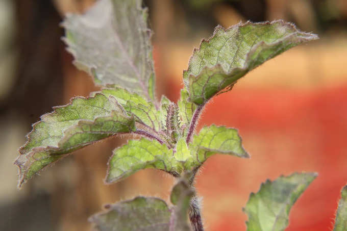 tulsi