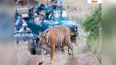 খোলা জিপে পর্যটকরা, বাঘ ঝাঁপিয়ে পড়ল কুকুরের গায়ে