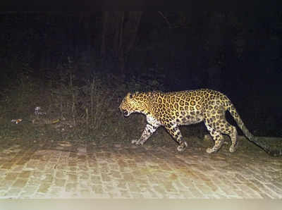 Bahraich News: यूपी के बहराइच में घर में सो रही मासूम को उठा ले गया तेंदुआ, जंगल से कंकाल बरामद