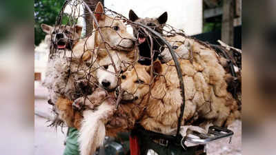 हर साल 2 करोड़ कुत्तों का सूप पी जाते हैं चीन के लोग, जिंदा ही उबाल देते हैं कसाई