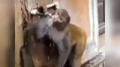Viral Video: ಒಂದೊಂದು ಹನಿಯೂ ಅಮೂಲ್ಯ: ನೀರು ಕುಡಿದು ಟ್ಯಾಪ್ ತಿರುಗಿಸಿ ಹೋಗುವ ಜಾಣ ಮಂಗ