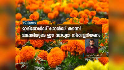 മാരിഗോൾഡ് ഗോൾഡ് തന്നെ! ജമന്തിയുടെ ഈ സാധ്യത നിങ്ങളറിയണം