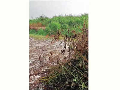 अवकाळी पाऊस व गारपीटीमुळं शेतकरी पुन्हा अडचणीत; दोन हजार हेक्टरवरील पिकांचे नुकसान