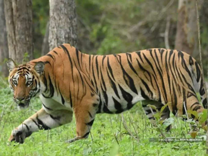 Tiger Attack zoo video