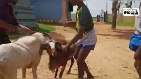 கிடா வளர்ப்பில் ஆர்வம் காட்டும் மானாமதுரை கட்டிக்குளம் இளைஞர்கள்!