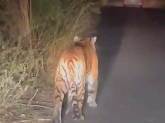 सड़क पर चलता दिखता है बाघ