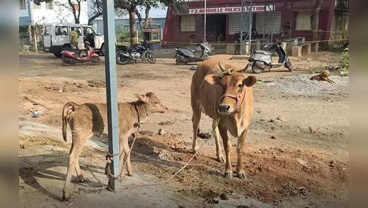 பசு மற்றும் கன்றுக்குட்டியை வளர்க்கும் போலீஸ் ஸ்டேஷன்: ஆரோவில்லில் இப்படி ஒரு சம்பவம்!