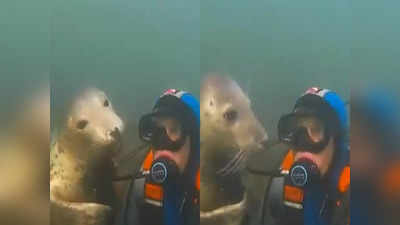 डाइवर के साथ इस समुद्री जानवर ने की प्यारी हरकत, गजब बना है वीडियो