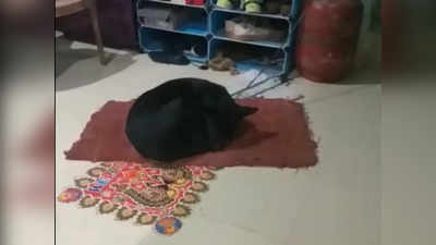 Gwalior News: चाचा-भतीजा ने पड़ोसी के घर में घुसकर चला दी गोली, कुत्ता हुआ घायल