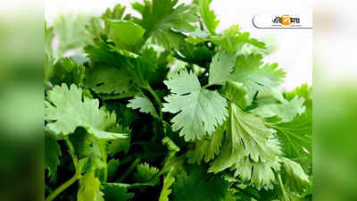 Coriander Leaves: তরকারি থেকে ফুচকা, রোজ ধনেপাতা খেলে কী হবে জানেন?